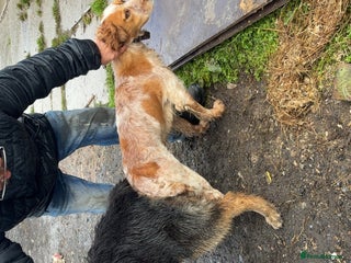 Mixed Breed dogs Gsd x cocker spaniel (hybrid) - Advert 4