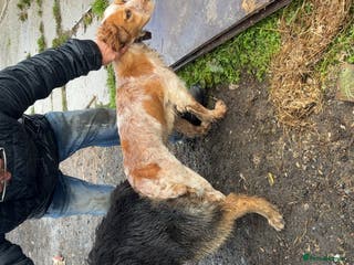 Mixed Breed dogs Gsd x cocker spaniel (Shepherd spaniel) - Advert 1