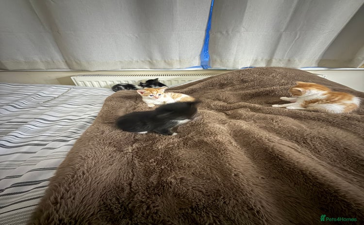 Domestic Shorthair cats - Advert 13
