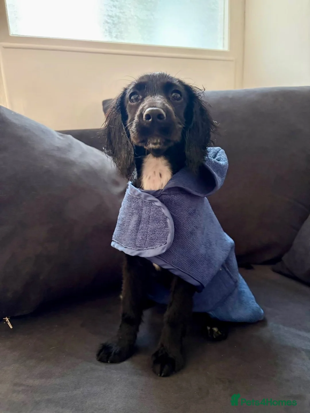 Cocker Spaniel dogs for sale: Bonnie - Young working cocker spaniel  - Advert 2