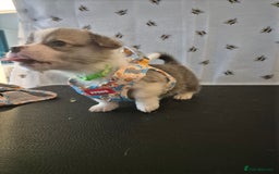 Welsh Corgi Pembroke dogs for sale: Kc reg Serbian lined babies - Image 11