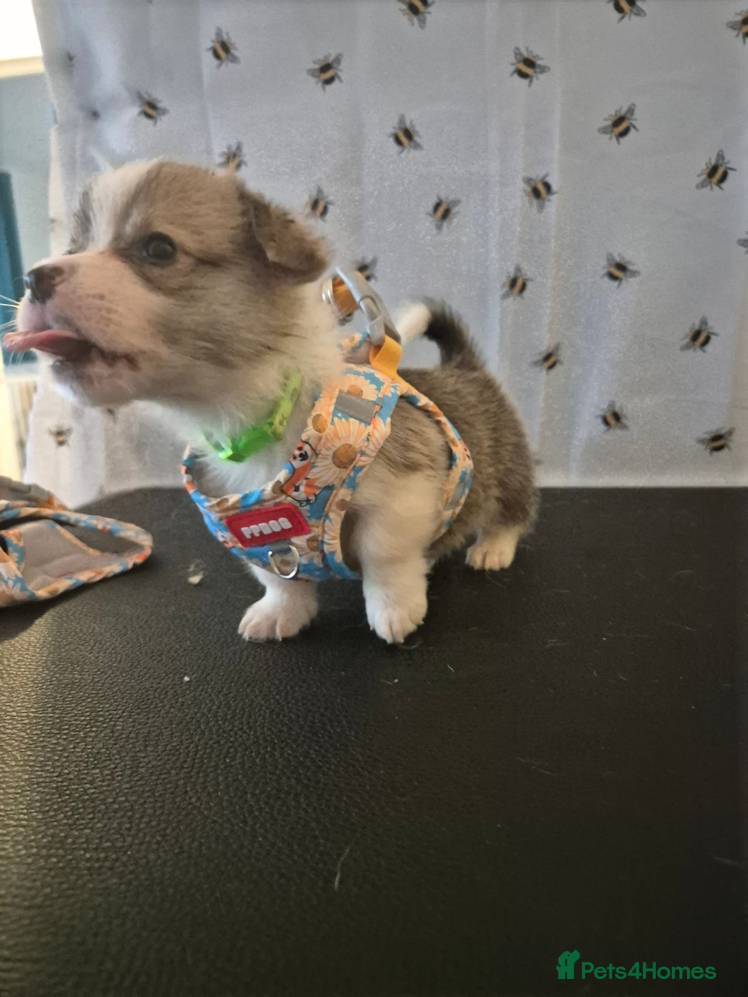 Welsh Corgi Pembroke dogs for sale: Kc reg Serbian lined babies - Image 11