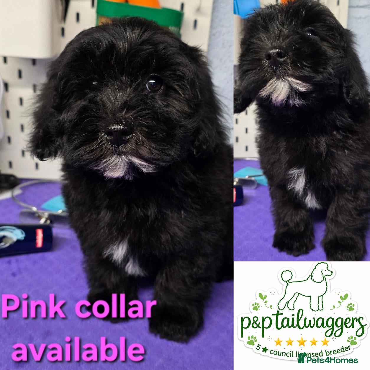 Maltipoo dogs 🔥 1 LEFT! F1 maltipoo female 5⭐️council licensed - Advert 6