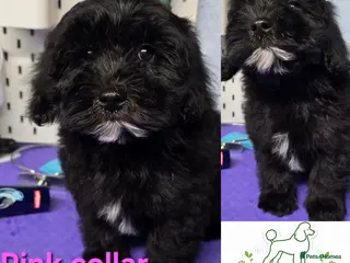 Maltipoo dogs 🔥 1 LEFT! F1 maltipoo female 5⭐️council licensed - Advert 6