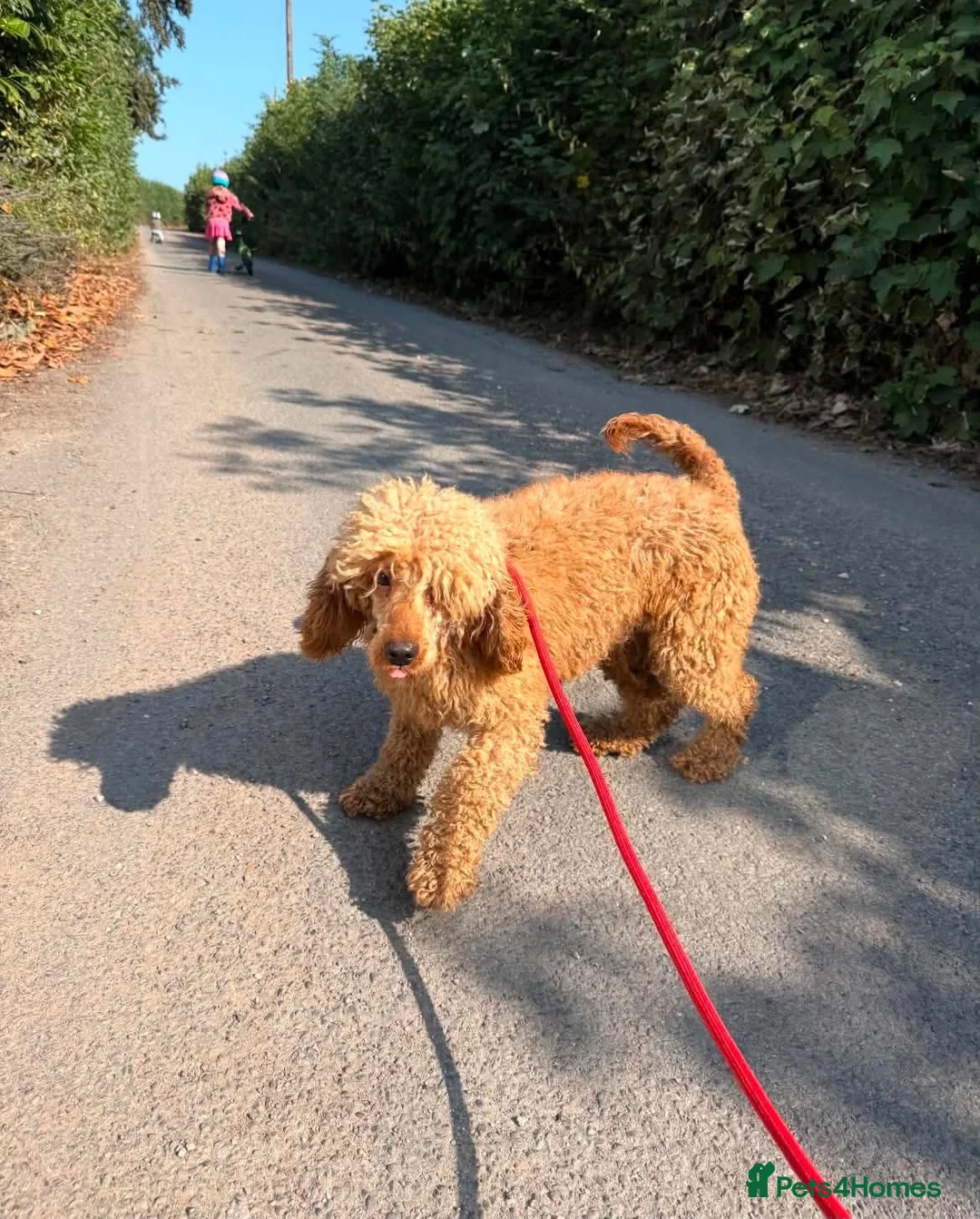 Poodle dogs for adoption: Red is looking for a loving home  - Advert 2