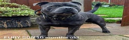 Staffordshire Bull Terrier dogs for stud: *ULTIMATE STUD PACKAGE DEAL*KING FURY BEST UK BLUE in Manchester - Advert 6