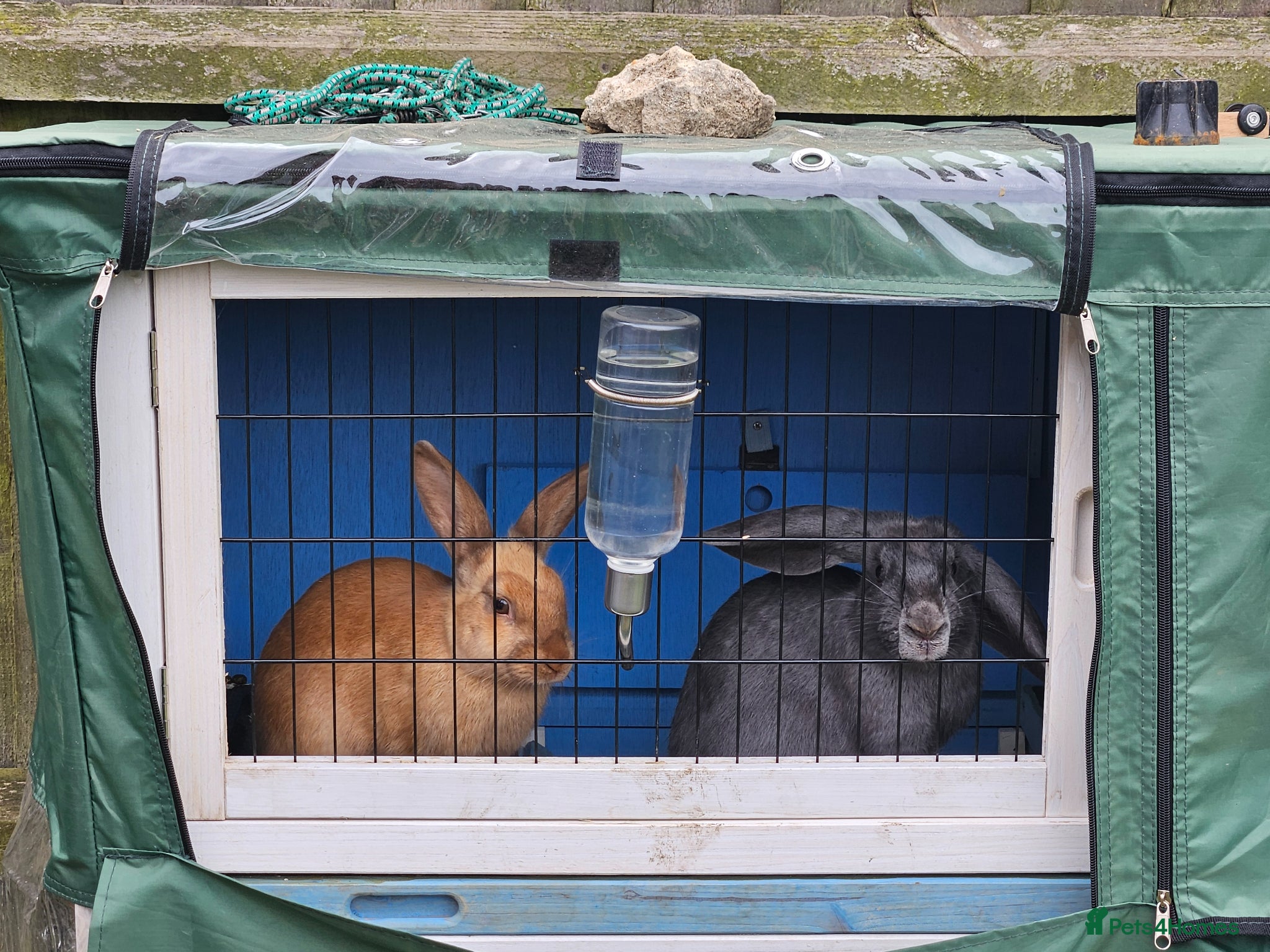 Mixed Breed rabbits 2 friendly 6 month old cute sisters - Advert 1