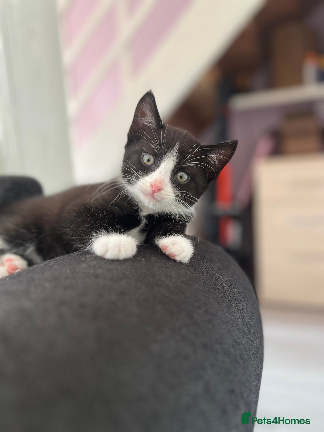 Mixed Breed cats for sale: 4 kittens for sale from 2 litters - Image 11