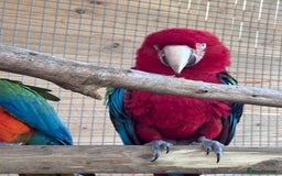Macaws birds for sale: Bonded pair of macaws  - Image 4