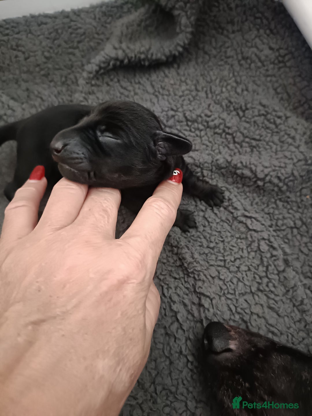 Dachshund dogs for sale: Beautiful daccys for sale ready 30th December  - Advert 7