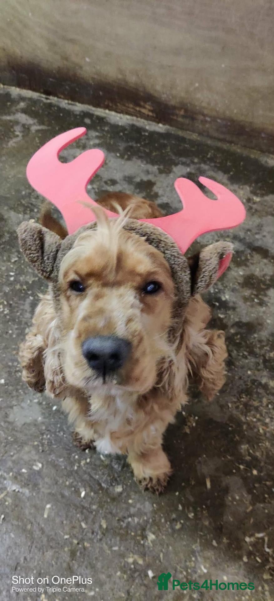Cocker Spaniel dogs Meet Mazikeen–chilled-out charm, a lapdog at heart - Advert 1