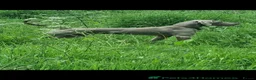 Weimaraner dogs for sale: KC Registered Weimaraner Puppies - Advert 16
