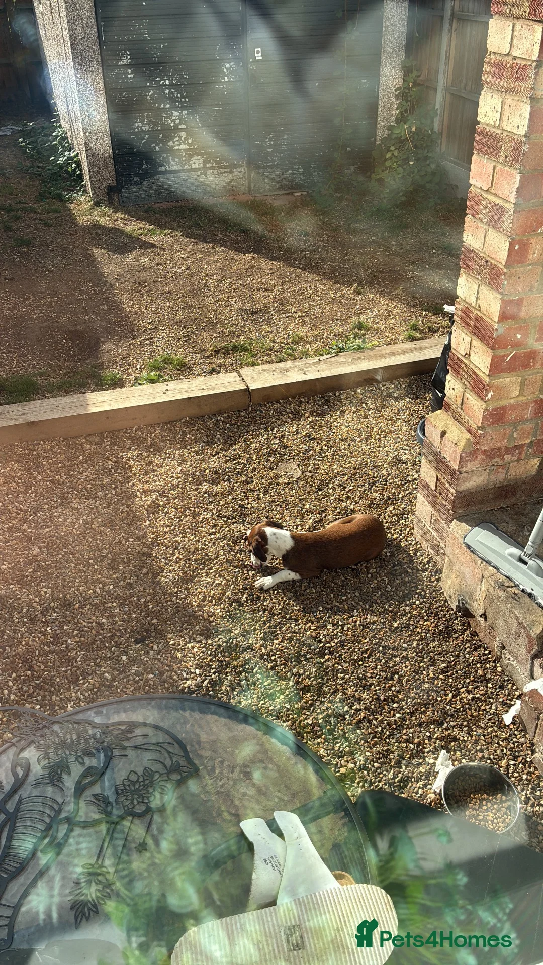 Beagle dogs for sale: Dora  in Gravesend - Advert 2