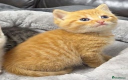 Mixed Breed cats for sale: BENGAL X TABBY KITTENS - Image 8