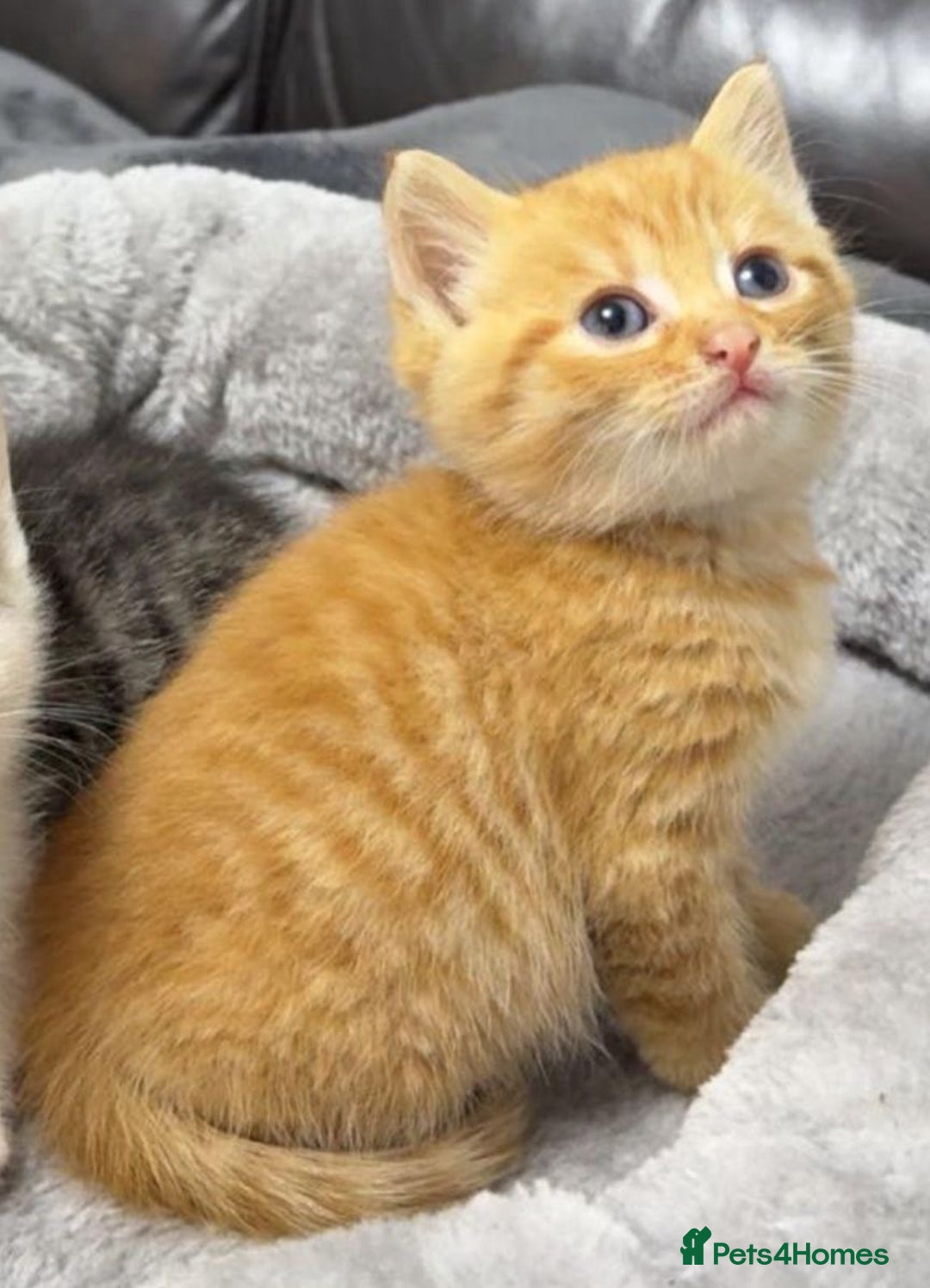 Mixed Breed cats for sale: BENGAL X TABBY KITTENS - Image 8