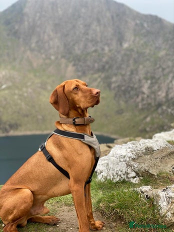 Hungarian Vizsla dogs Rolo Hungarian Viszla STUD in Treharris - Advert 1