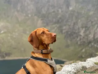 Hungarian Vizsla dogs Rolo Hungarian Viszla STUD in Treharris - Advert 8