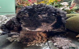 Schnoodle dogs for sale: Miniature Schoodle puppies - Image 33