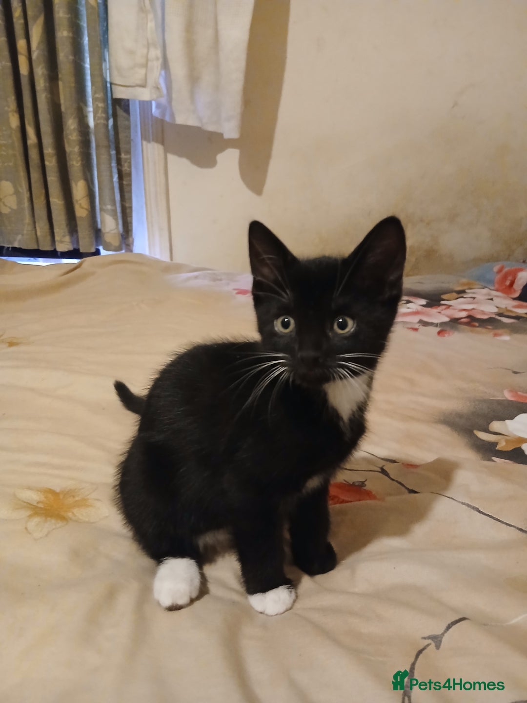 Mixed Breed cats for sale: Kittens for sale - Advert 8