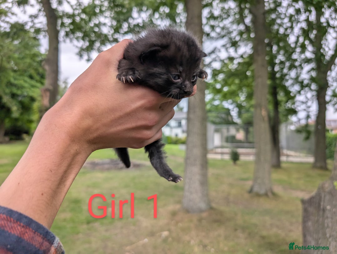 Mixed Breed cats for sale: 6 adorable tortie kittens - Image 4