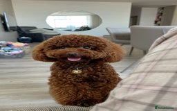 Toy Poodle dogs for sale: 5 month old toy poodle  - Image 1