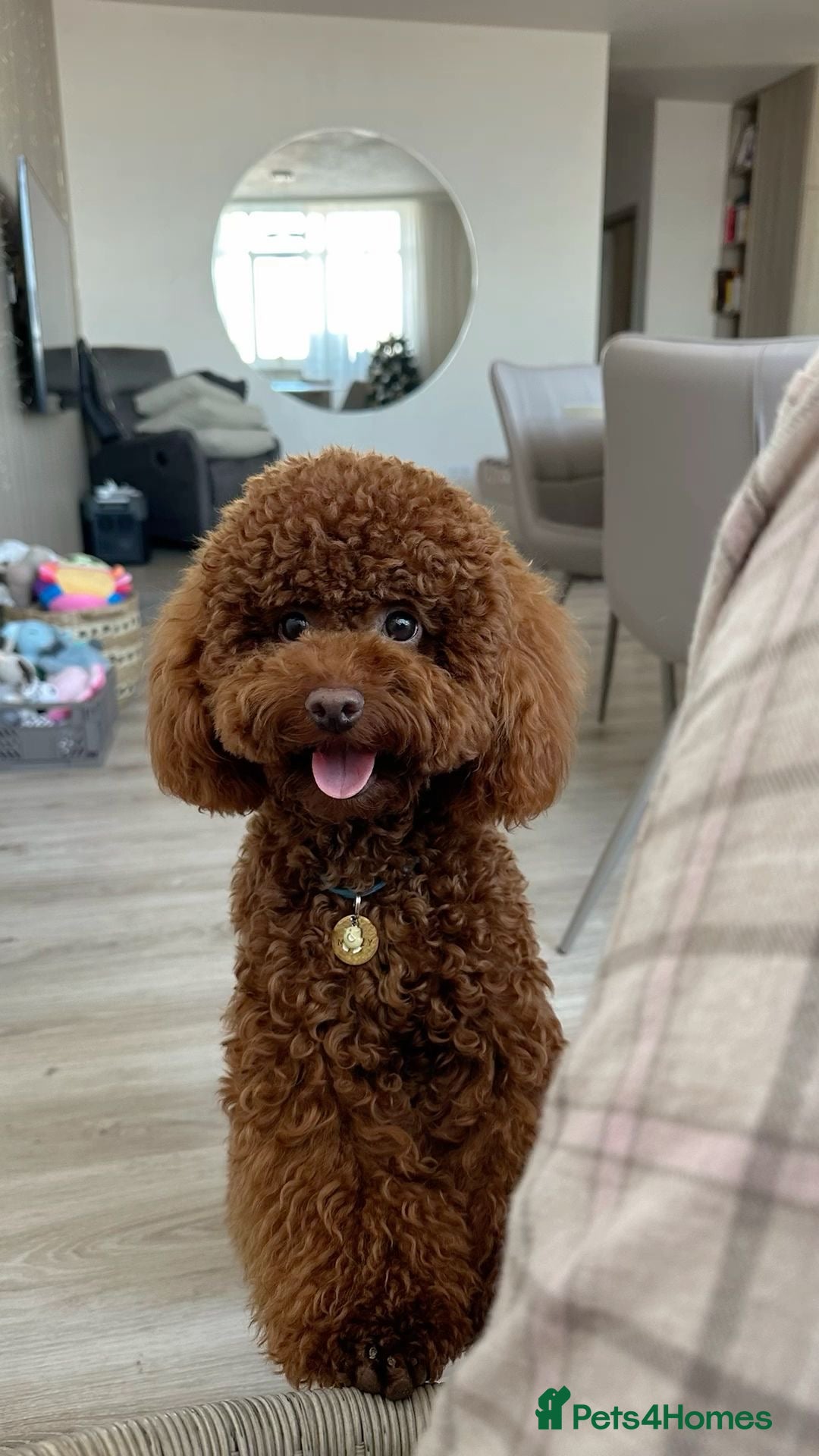 Toy Poodle dogs for sale: 5 month old toy poodle  - Image 1