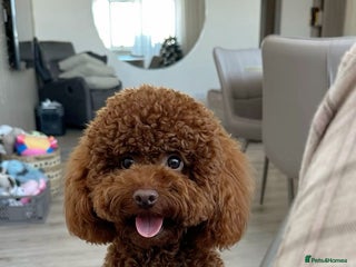 Toy Poodle dogs - Advert 17