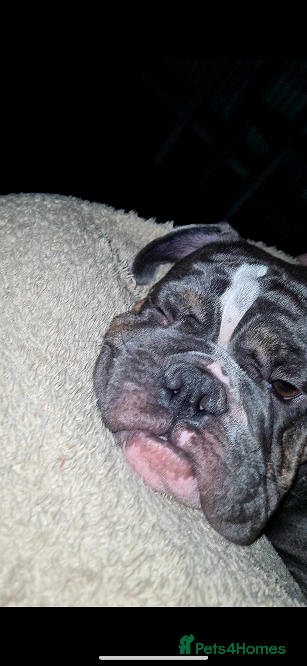 English Bulldog dogs for sale: freelance bulldog  - Image 3