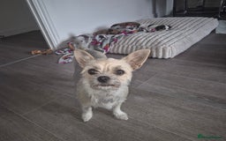 Mixed Breed dogs for sale: Jack chi puppy - Advert 2