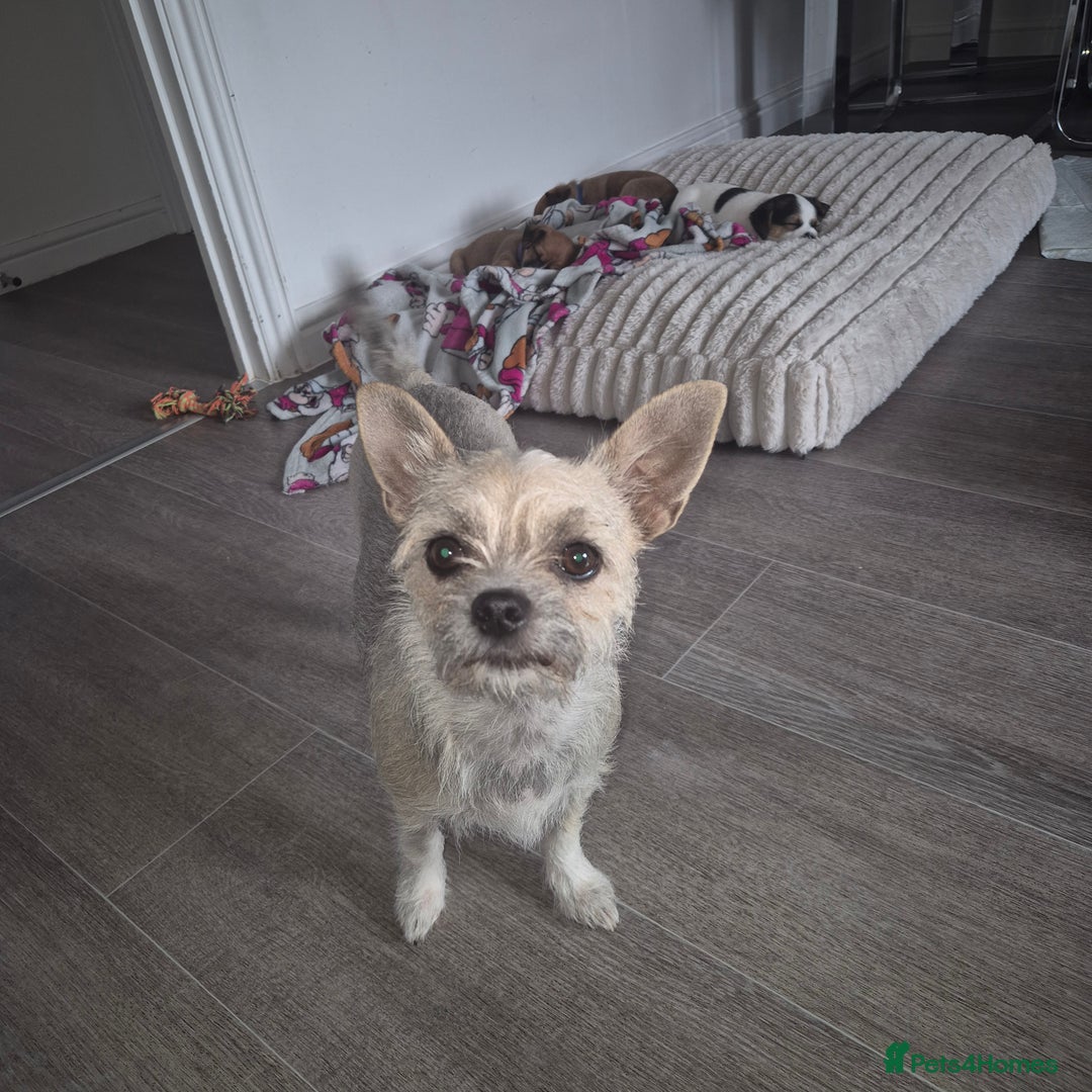 Mixed Breed dogs for sale: Jack chi puppy - Advert 2