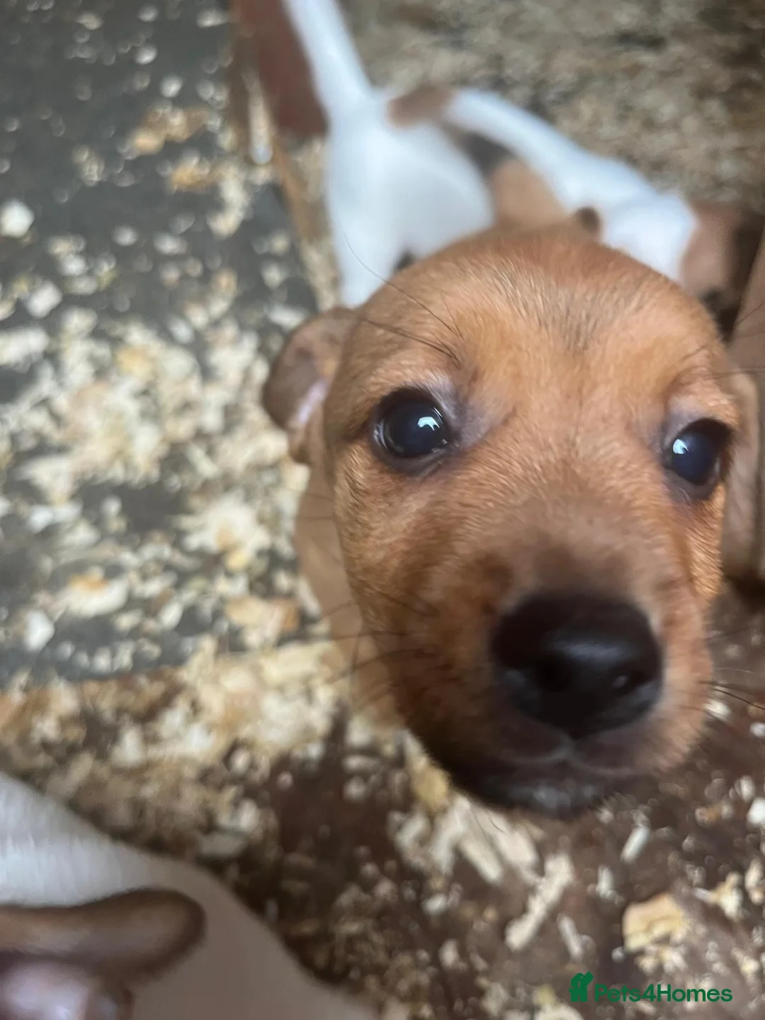 Jack Russell dogs for sale: Jack Russells puppy's  - Advert 2
