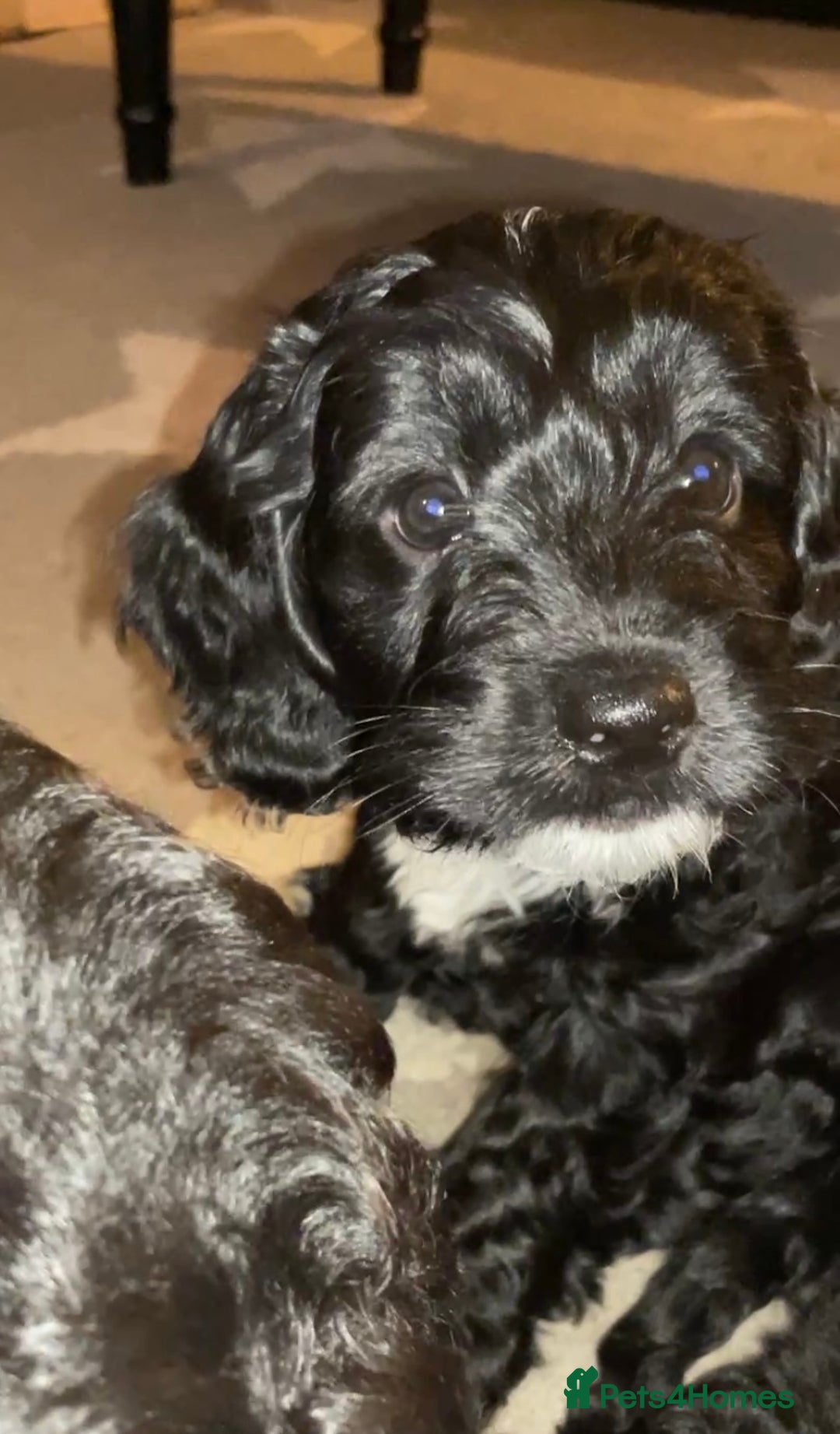 Mixed Breed dogs for sale: I beautiful lady left - Image 1