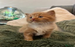 Mixed Breed cats for sale: Extra fluffy kittens - Image 5