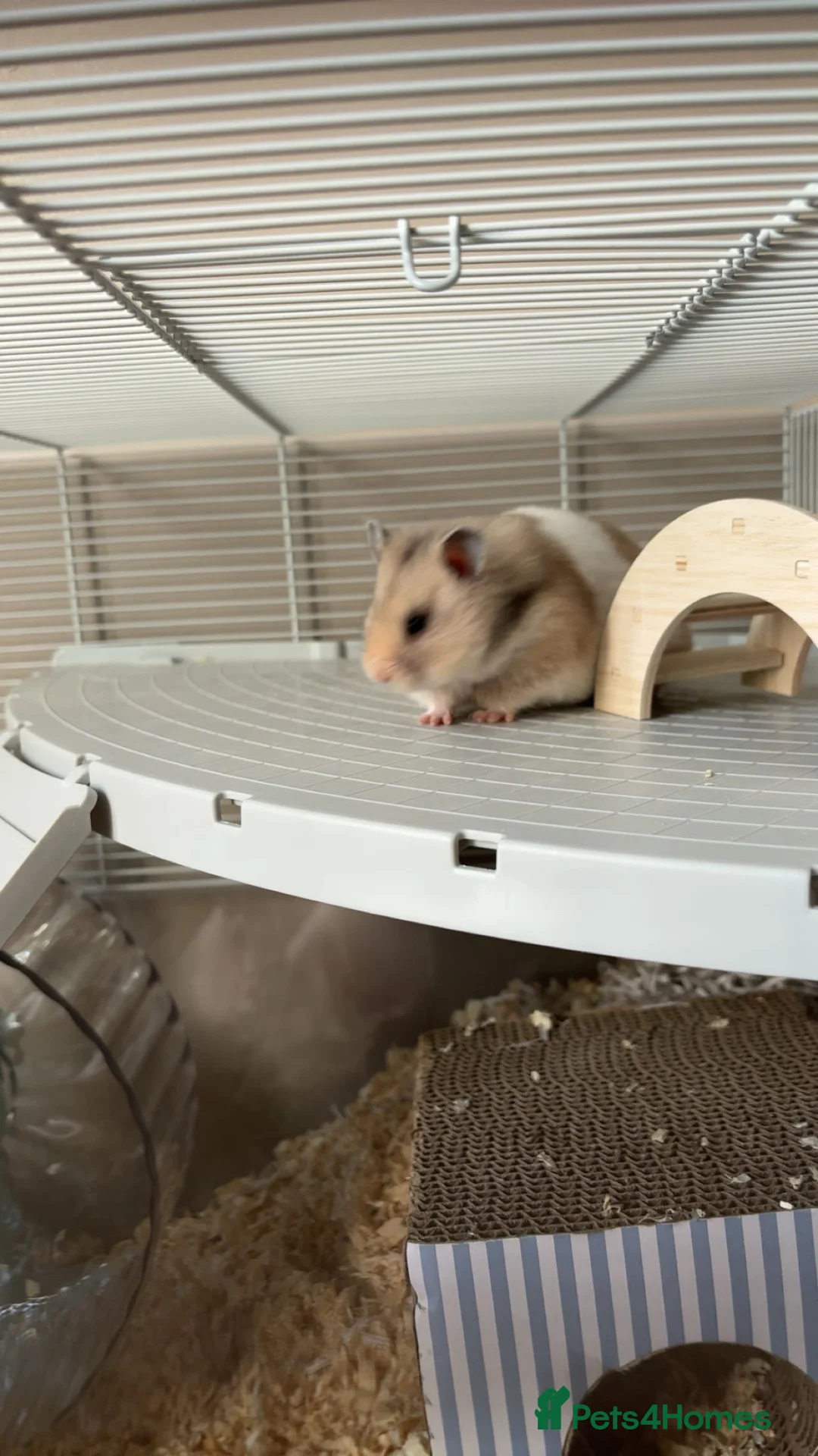Hamster rodents for sale: Female Syrian hamster for sale.  - Advert 5