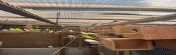 Budgerigars birds for sale: 🐦 Beautiful Baby Budgies Available! - Advert 10