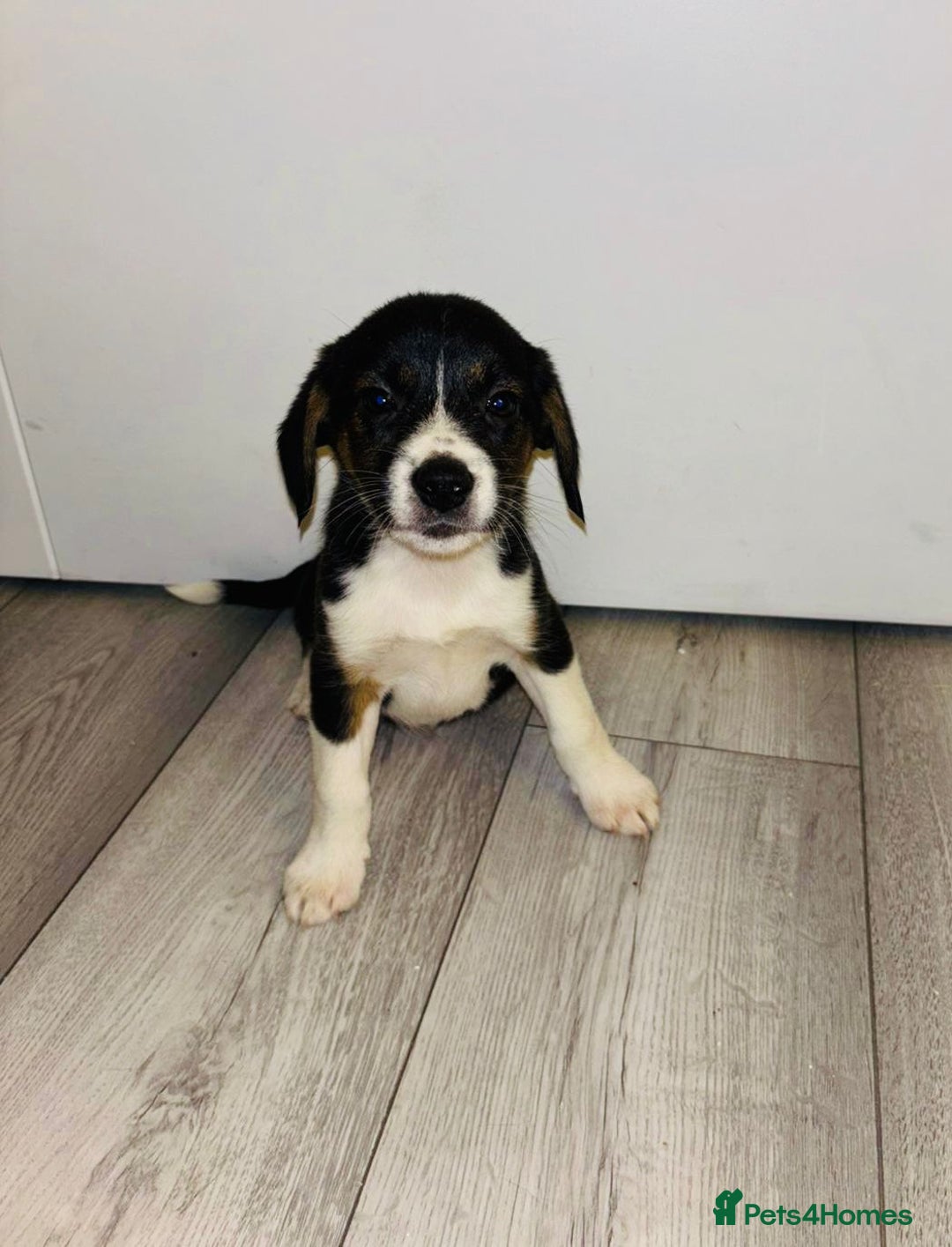 Beagle dogs for sale: Beagle Puppies - Advert 14