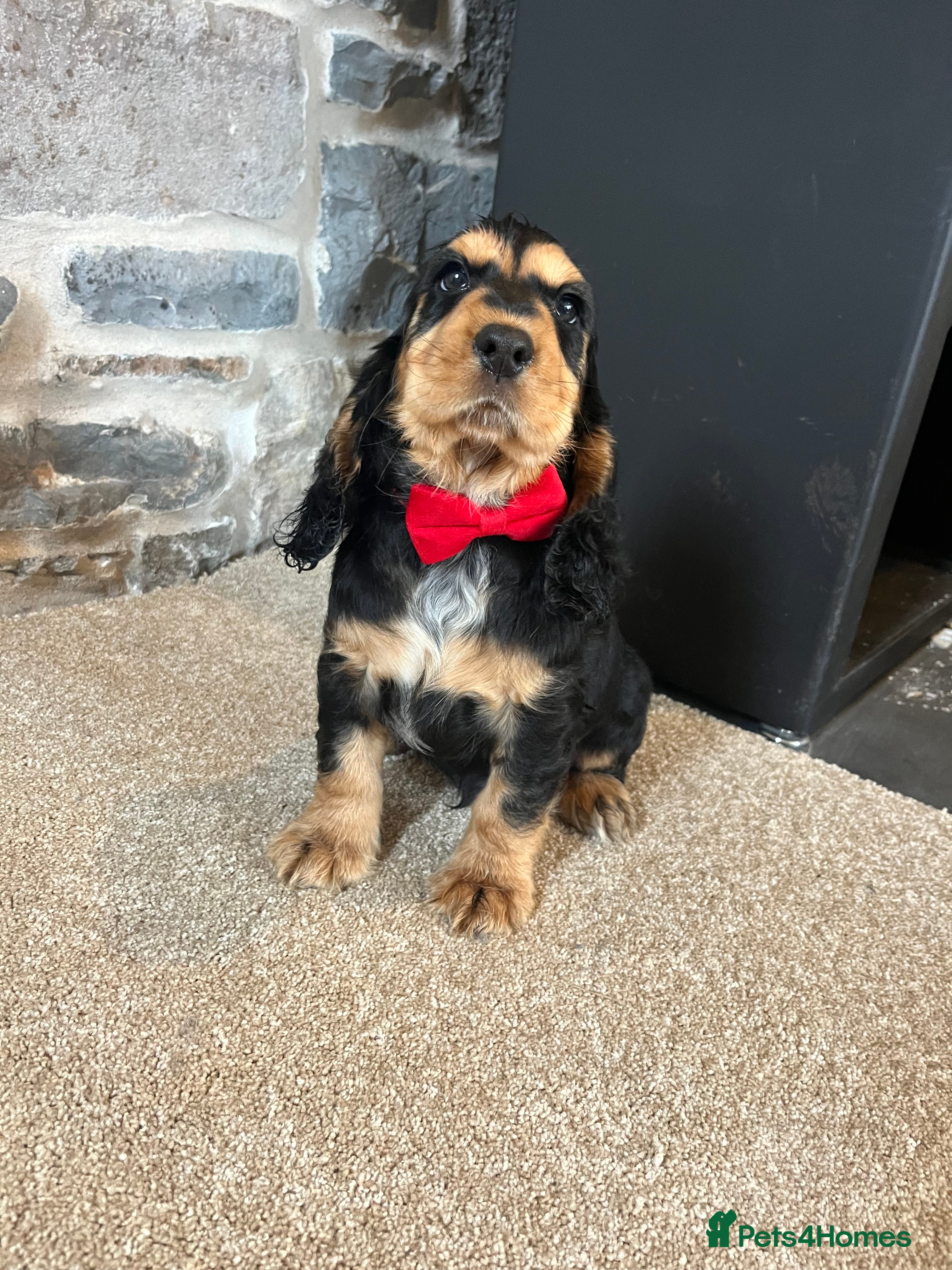 Cocker Spaniel dogs KC Registered Show Type Cocker Spaniels - Advert 2