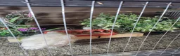 Quail poultry for sale: Quails and full set up - Advert 19