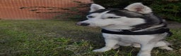 Siberian Husky dogs for stud: BLUE EYED HUSKY FOR STUD in Doncaster - Advert 34