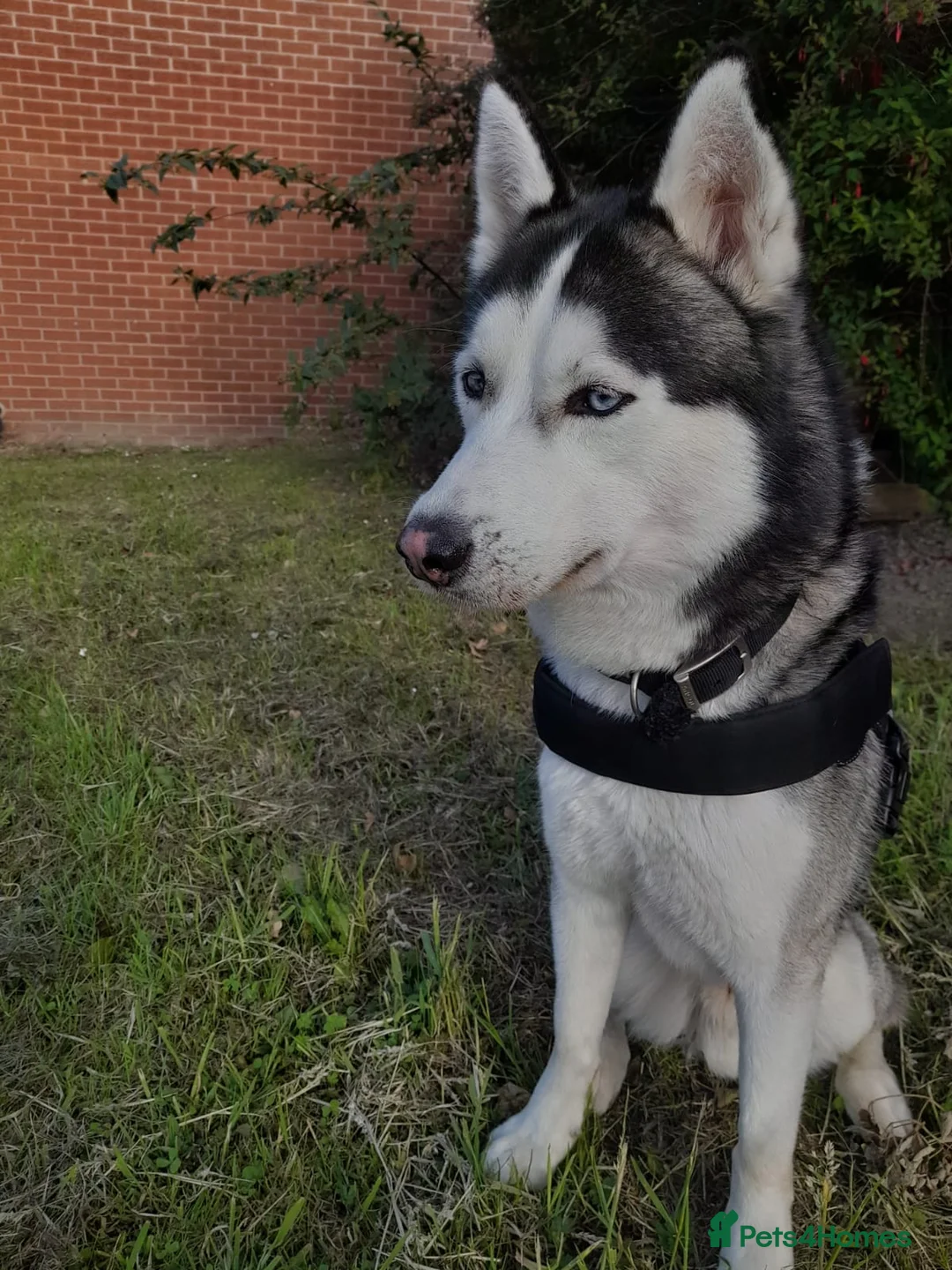 Siberian Husky dogs for stud: BLUE EYED HUSKY FOR STUD in Doncaster - Advert 34