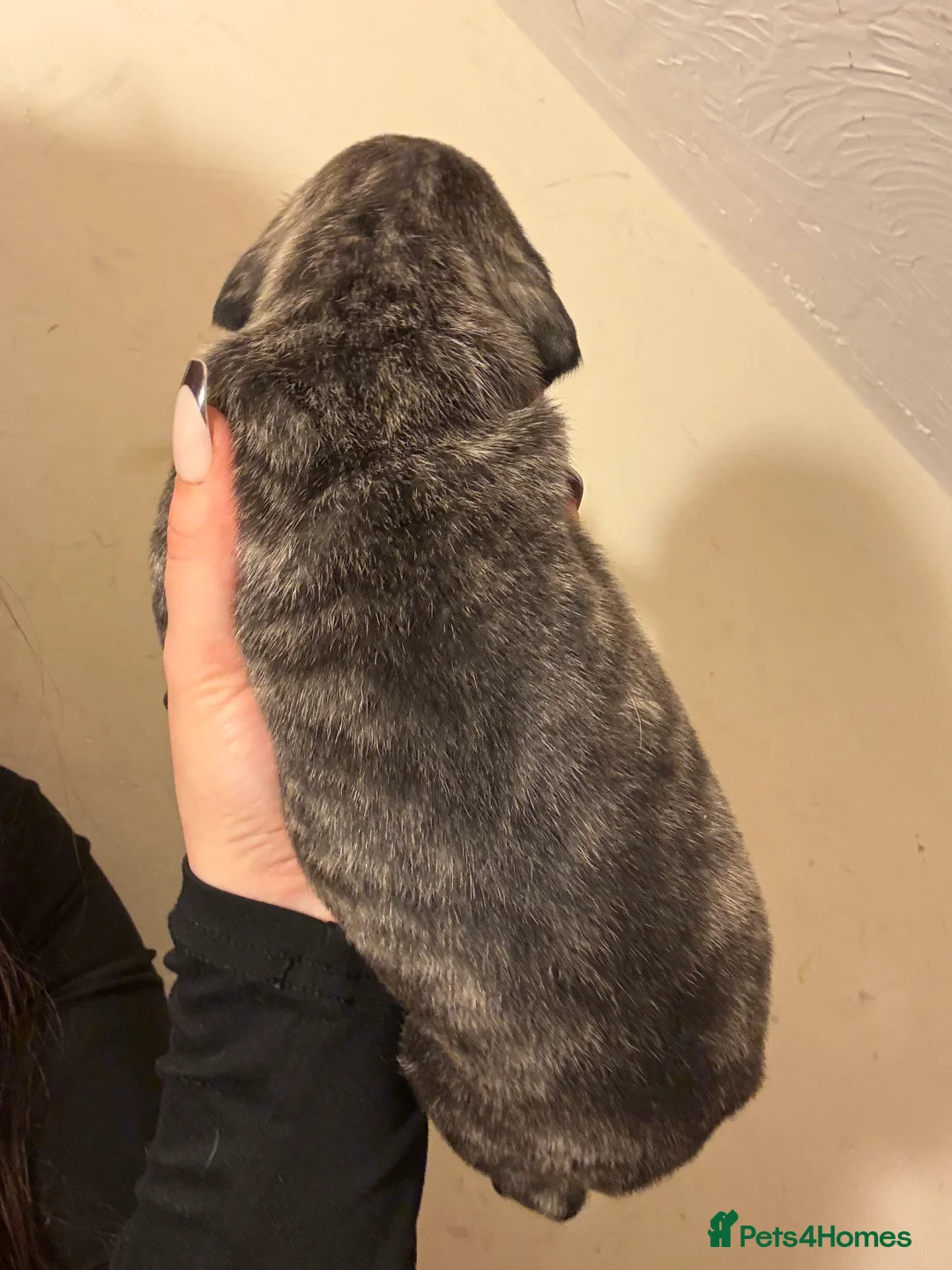 Mixed Breed dogs for sale: Bull lurcher cross puppies - Advert 9