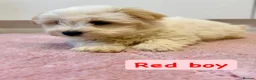 Coton De Tulear dogs for sale: KC Reg Health Tested Coton de Tuléar Puppies - Advert 7
