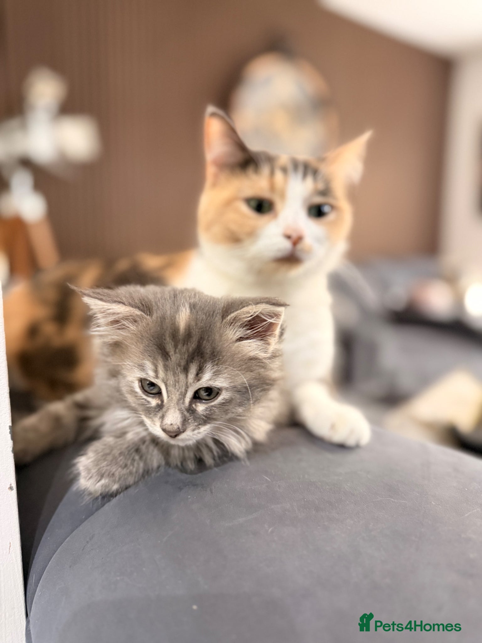 Mixed Breed cats Half Maine Coon Kitten - Advert 1