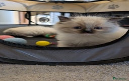 Ragdoll cats for sale: Purebred Ragdoll Kittens - Image 7