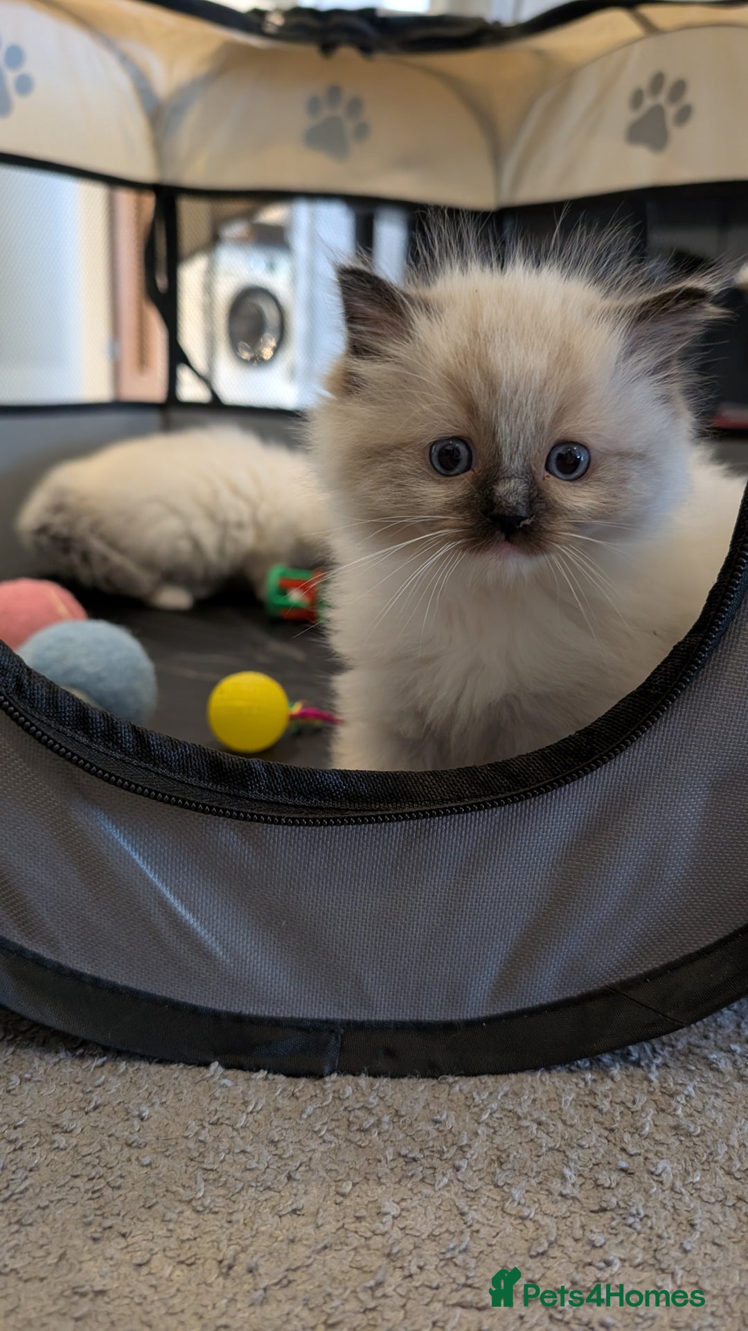 Ragdoll cats for sale: Purebred Ragdoll Kittens - Image 7