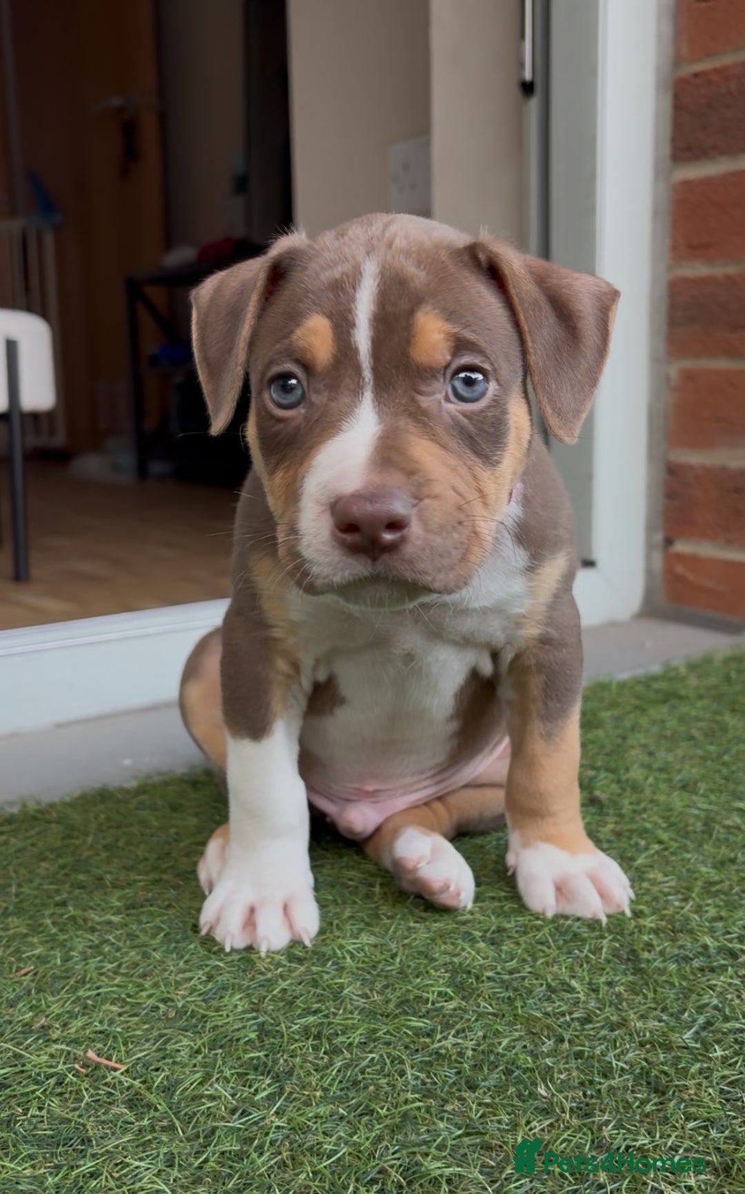 Mixed Breed dogs for sale: Bully pup male - Image 4