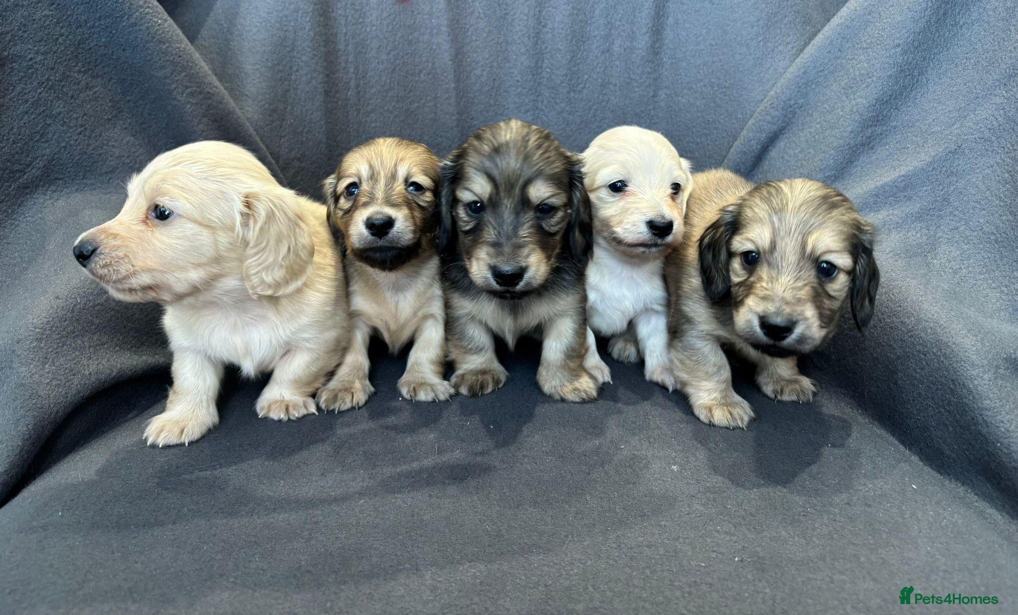 Miniature Dachshund dogs Quality, Cream, Long Haired Miniature Dachshunds  - Advert 7