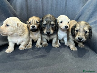 Miniature Dachshund dogs Quality, Cream, Long Haired Miniature Dachshunds - Advert 3