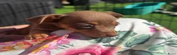 Jack Russell dogs for sale: Miniature Jack Russell puppy’s for sale  - Advert 17