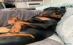Rottweiler dogs for sale: Old fashioned big rottweiler pups  - Image 17